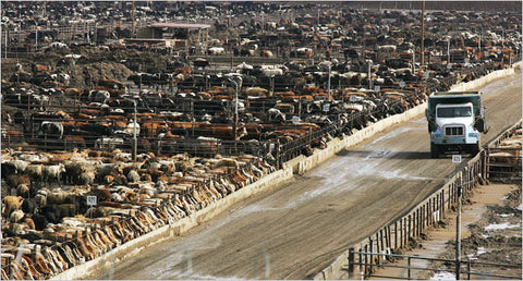 This is how a CAFO farm looks