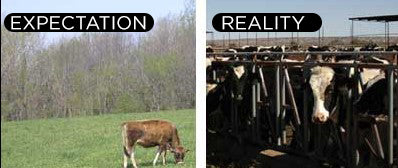 Grass fed beef reality