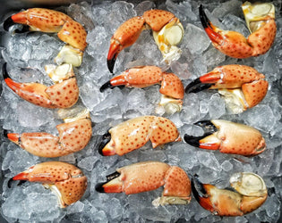 Florida Stone Crab | Large Claws | 12 Claws