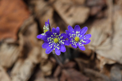 ziggys pudding blue flowers