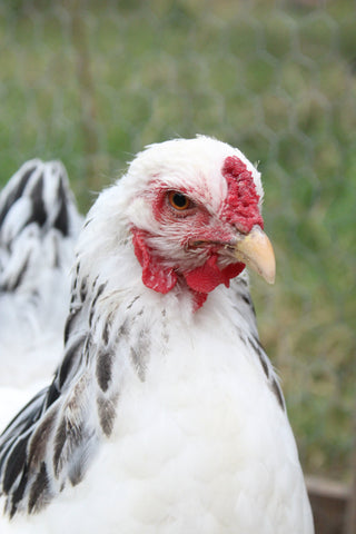 backyard chicken in a fall chicken coop