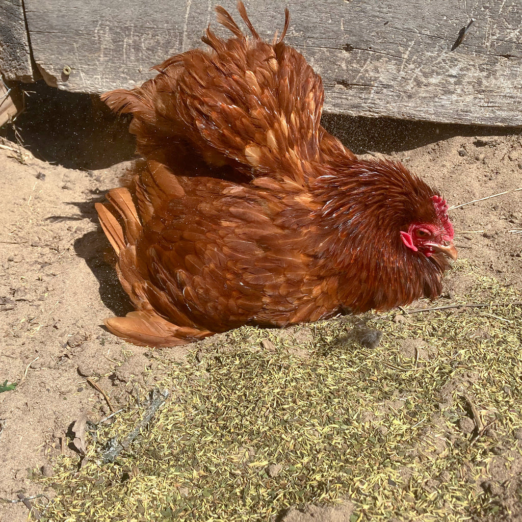 Featured image of post How to Make Herbs For Chicken Dust Bath