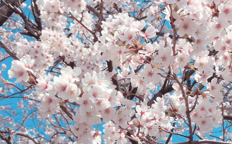 Sakura blooms under a tree