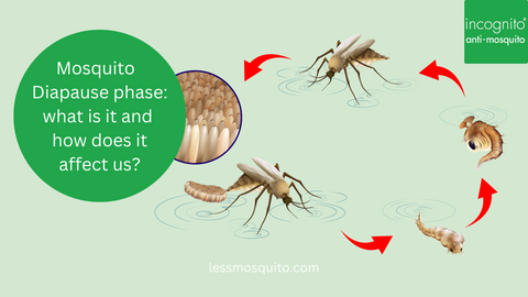 mosquito diapause, hibernation cycle