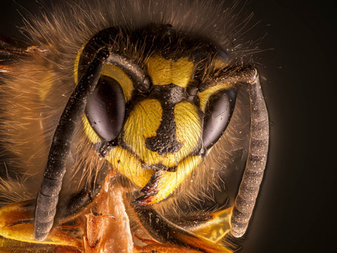 The rise of the Asian hornet – Less Mosquito