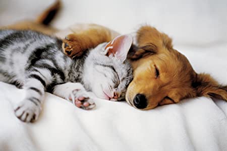 Katze und Hund auf dem Bett
