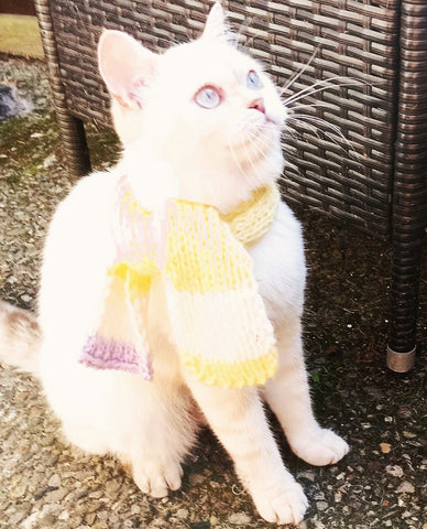 BKH Katze in weiß beige mit Strickaccessoire