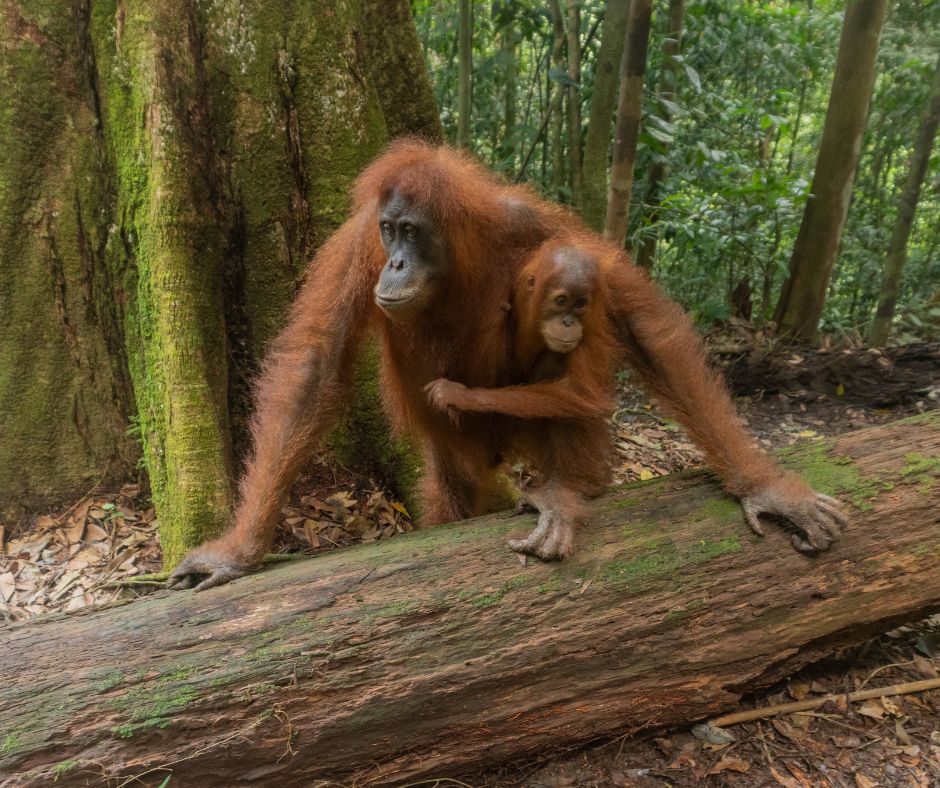 Orang-utan and baby walking along a fallen tree