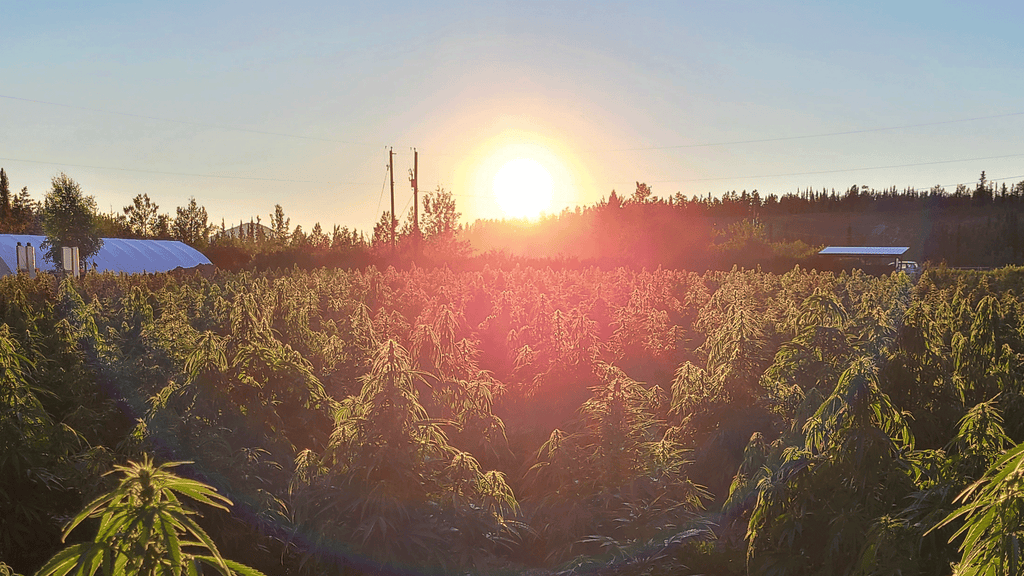 cannabis farm at sunset in yukon