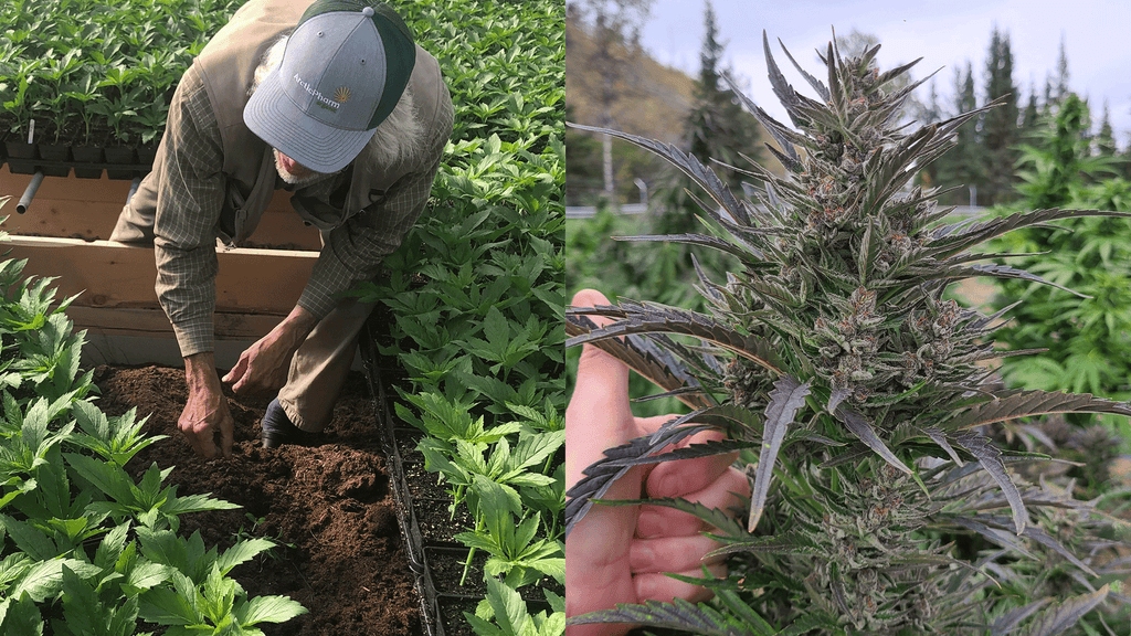 Cannabis outdoor grow harvest