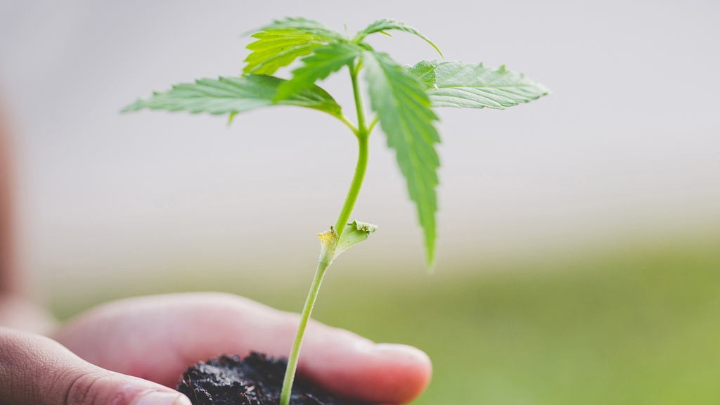 hand holding baby cannabis plant in dirt