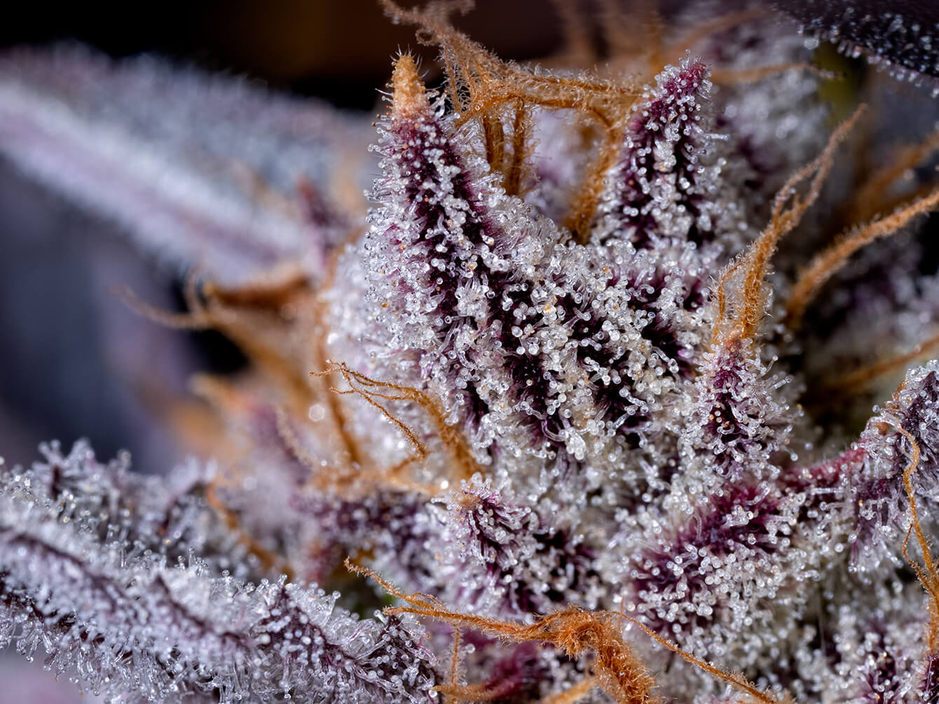 Black Cherry Punch Pistils