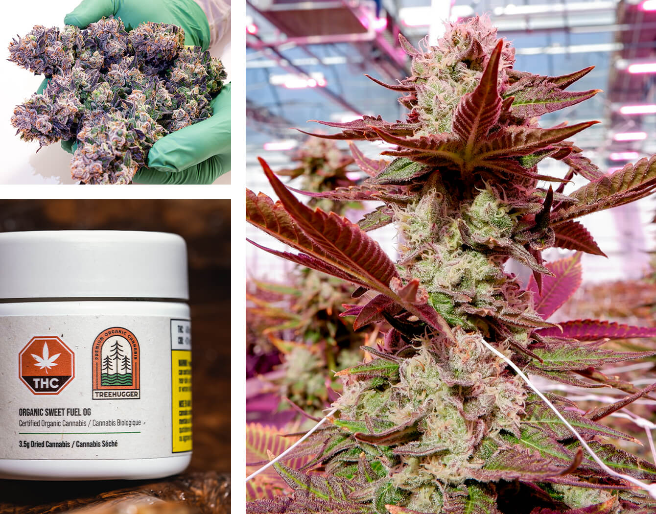 Photo collage of Cannabis Bud, Cannabis Flower and Treehugger packaging