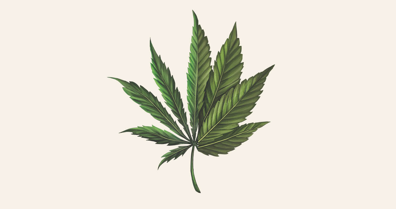 illustration of Cannabis Hybrid leaf