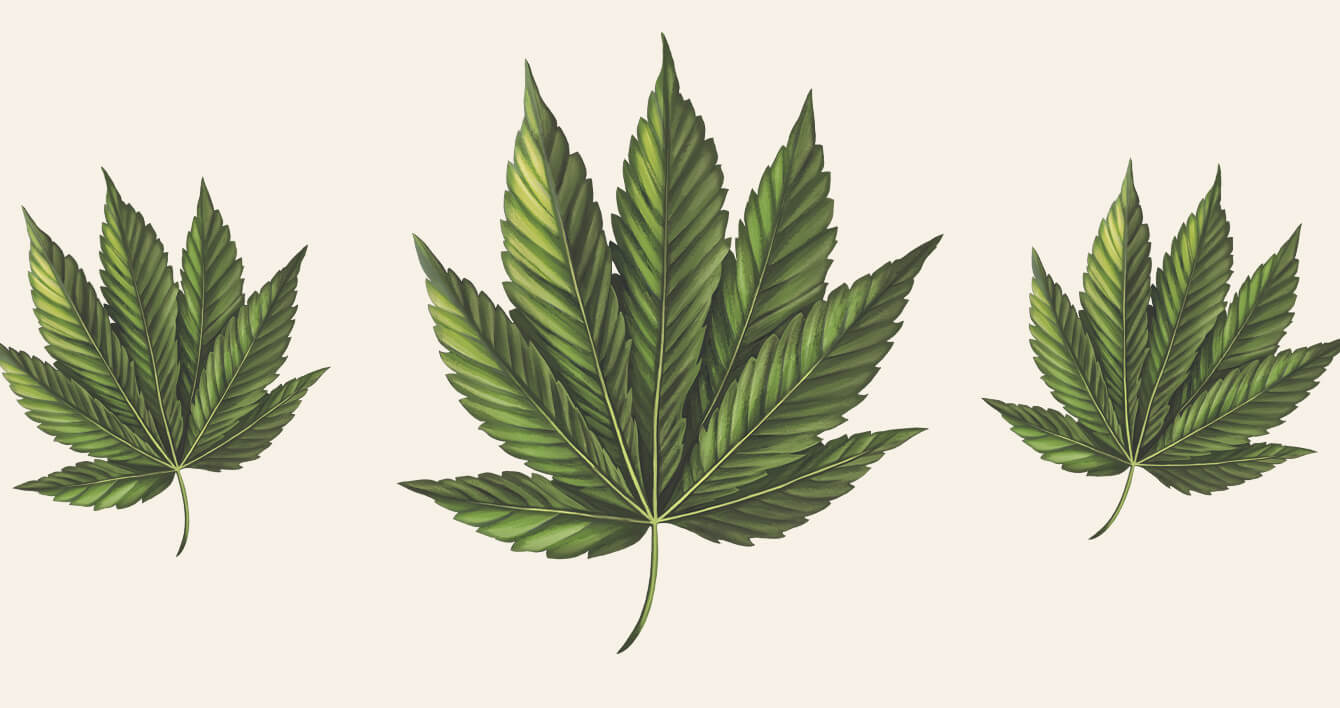 illustration of Cannabis Indica leaf