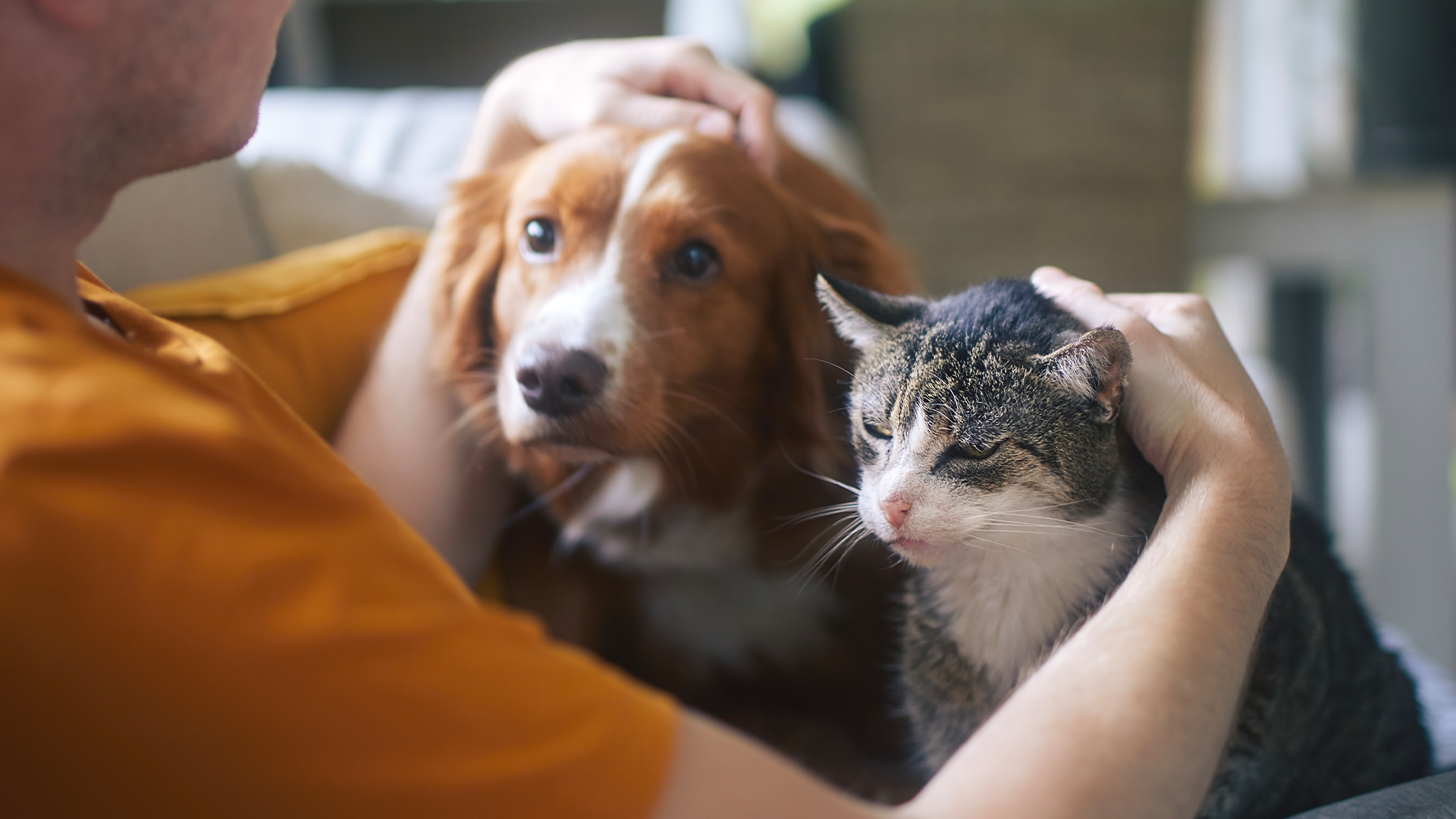 Dog and cat being embraced by a person in an orange shirt
