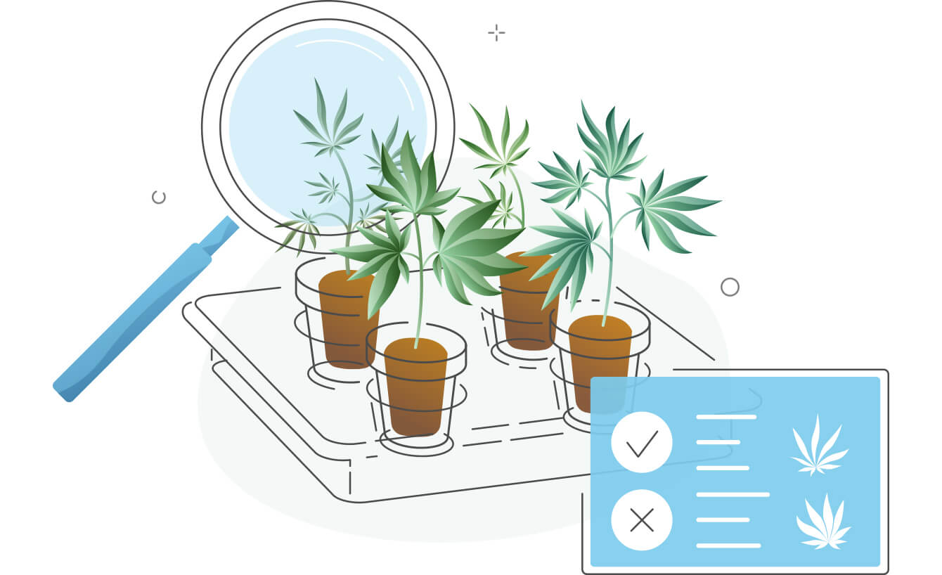 Choosing the right cannabis