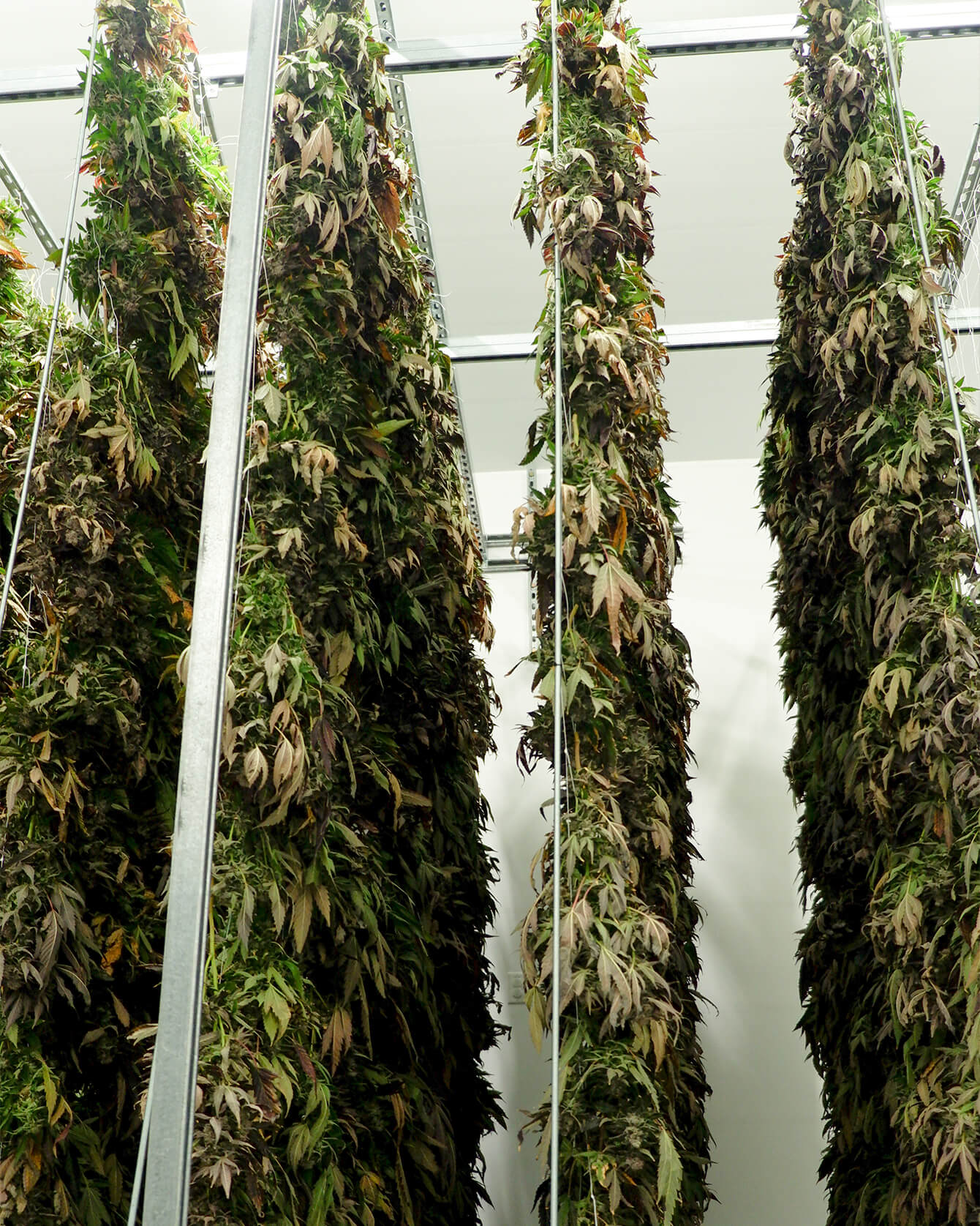 Image of Cannabis Buds being hang-dried