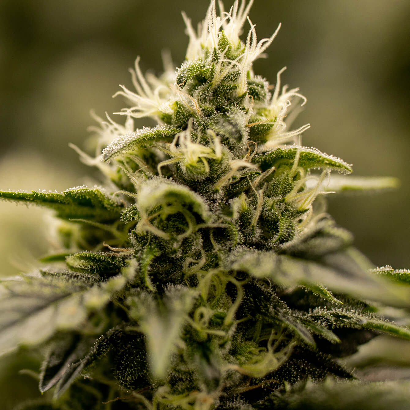 Featured Flower: Cold Creek Kush