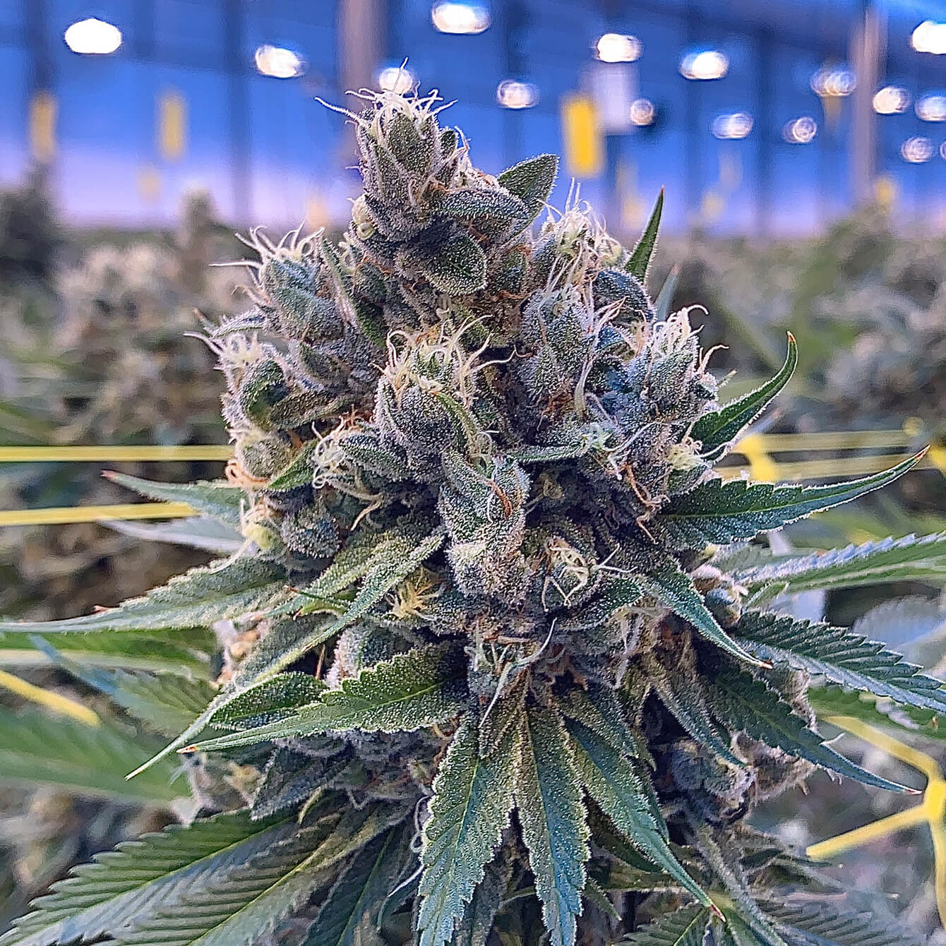 Featured Flower: Ghost Train Haze