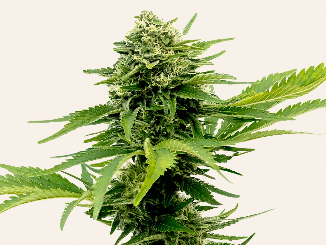 Featured Flower: Jack Herer