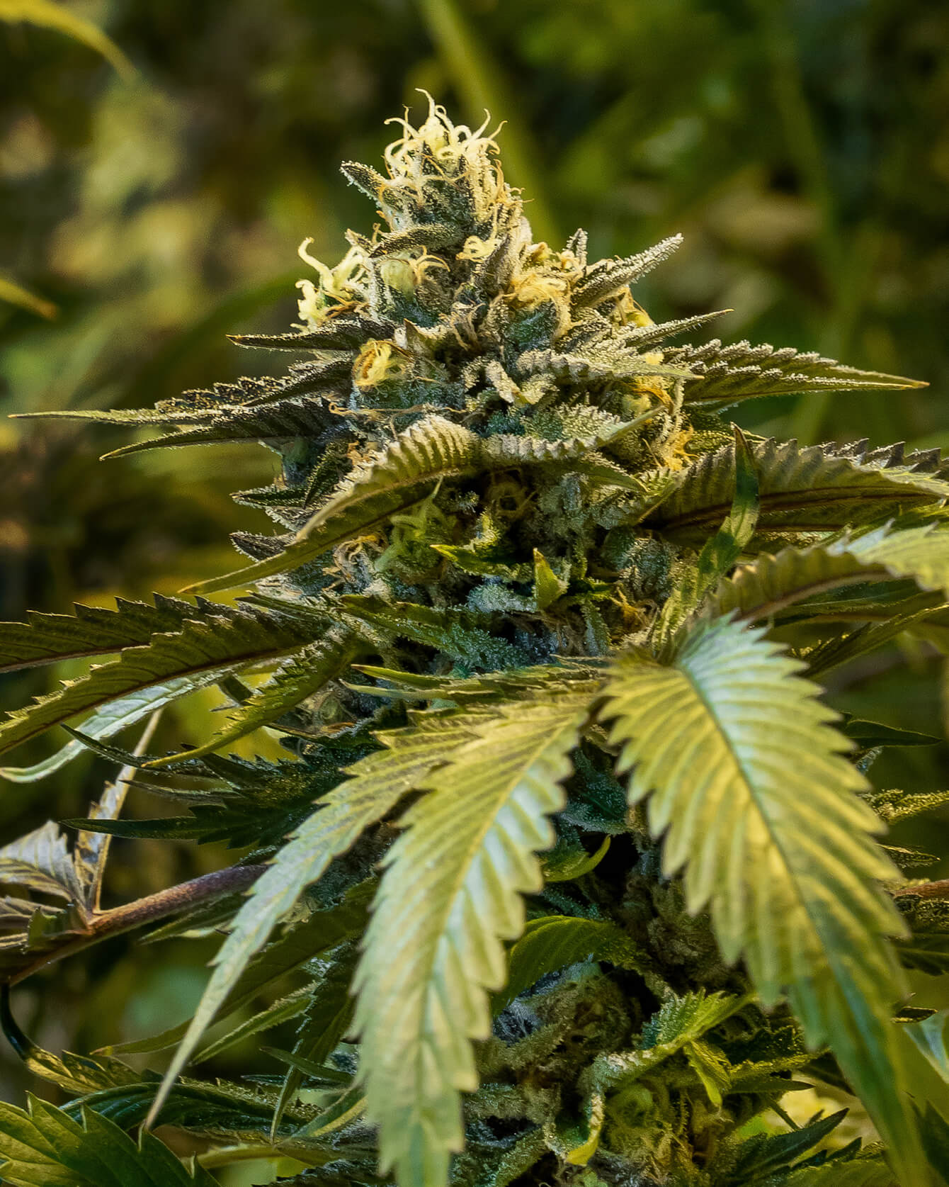 Flowering Cannabis Plant