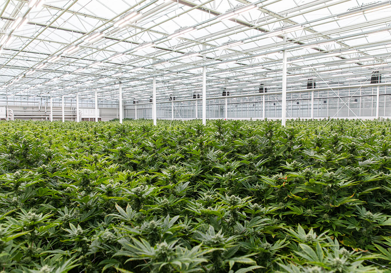 Photo of TGOD's indoor greenhouses