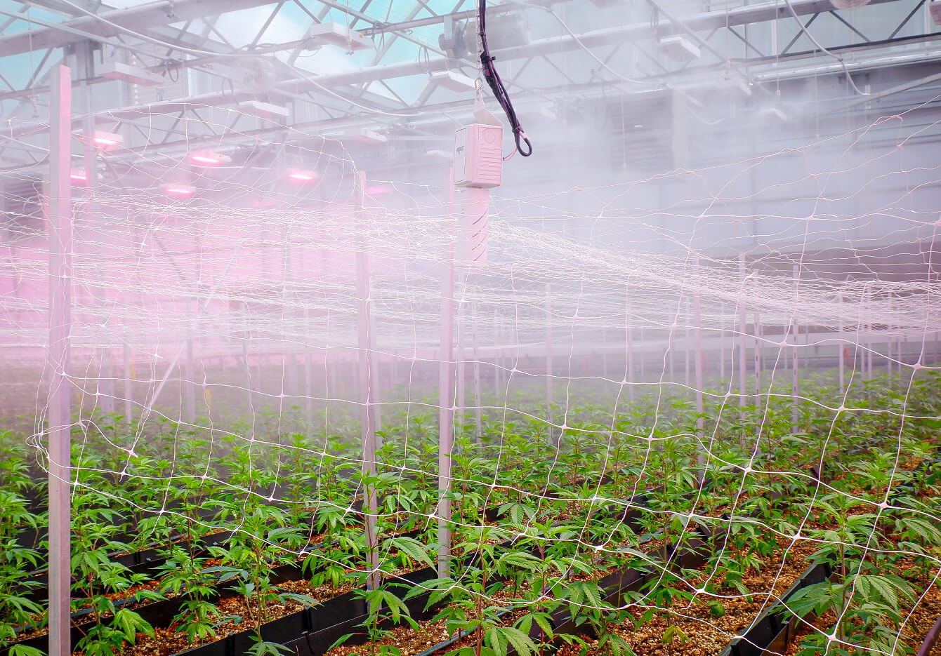 Image of Green Mountain's Cannabis Greenhouse