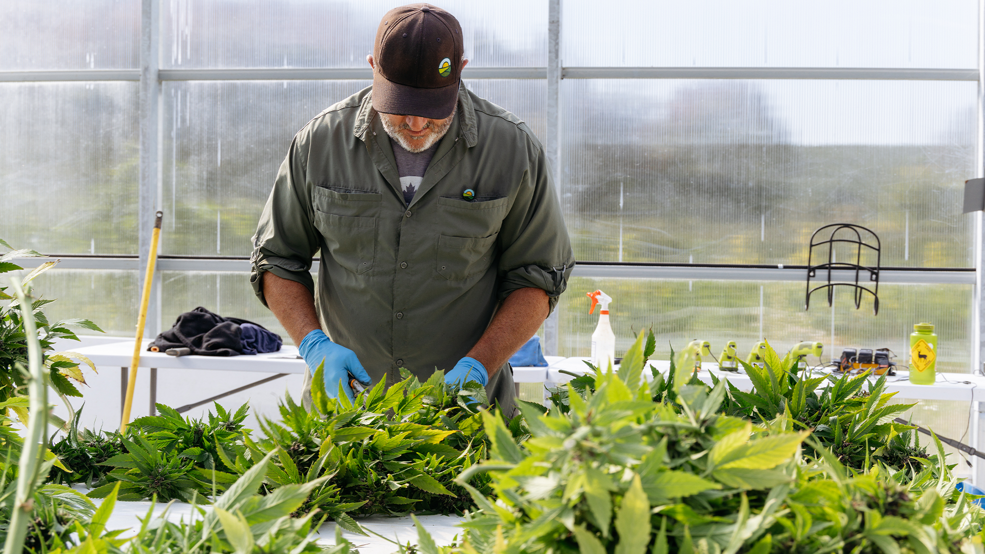 robert mantrop trims plants