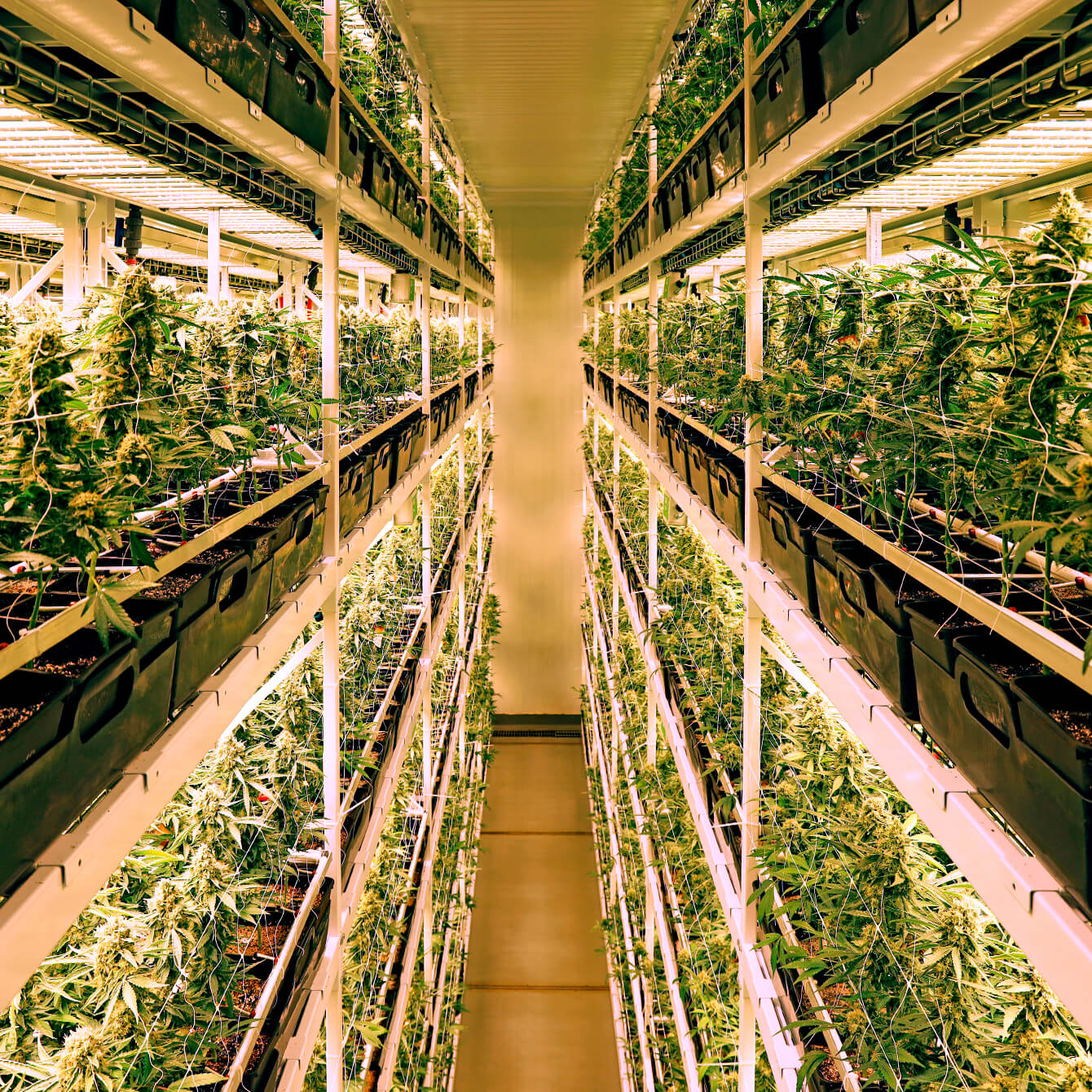 Image of GreenSeal's vertical grow system