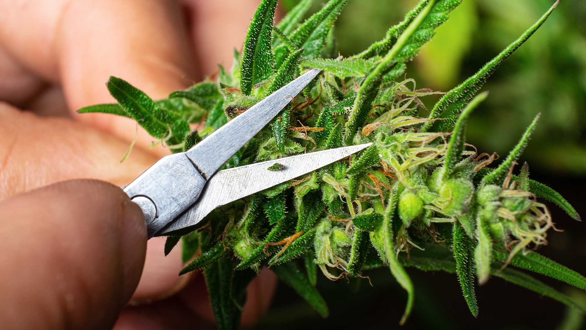 How to Trim Cannabis
