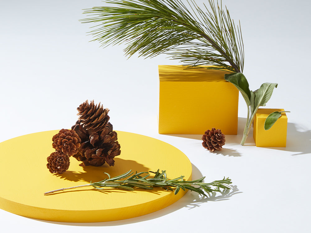 Terpene Spotlight: Pinene