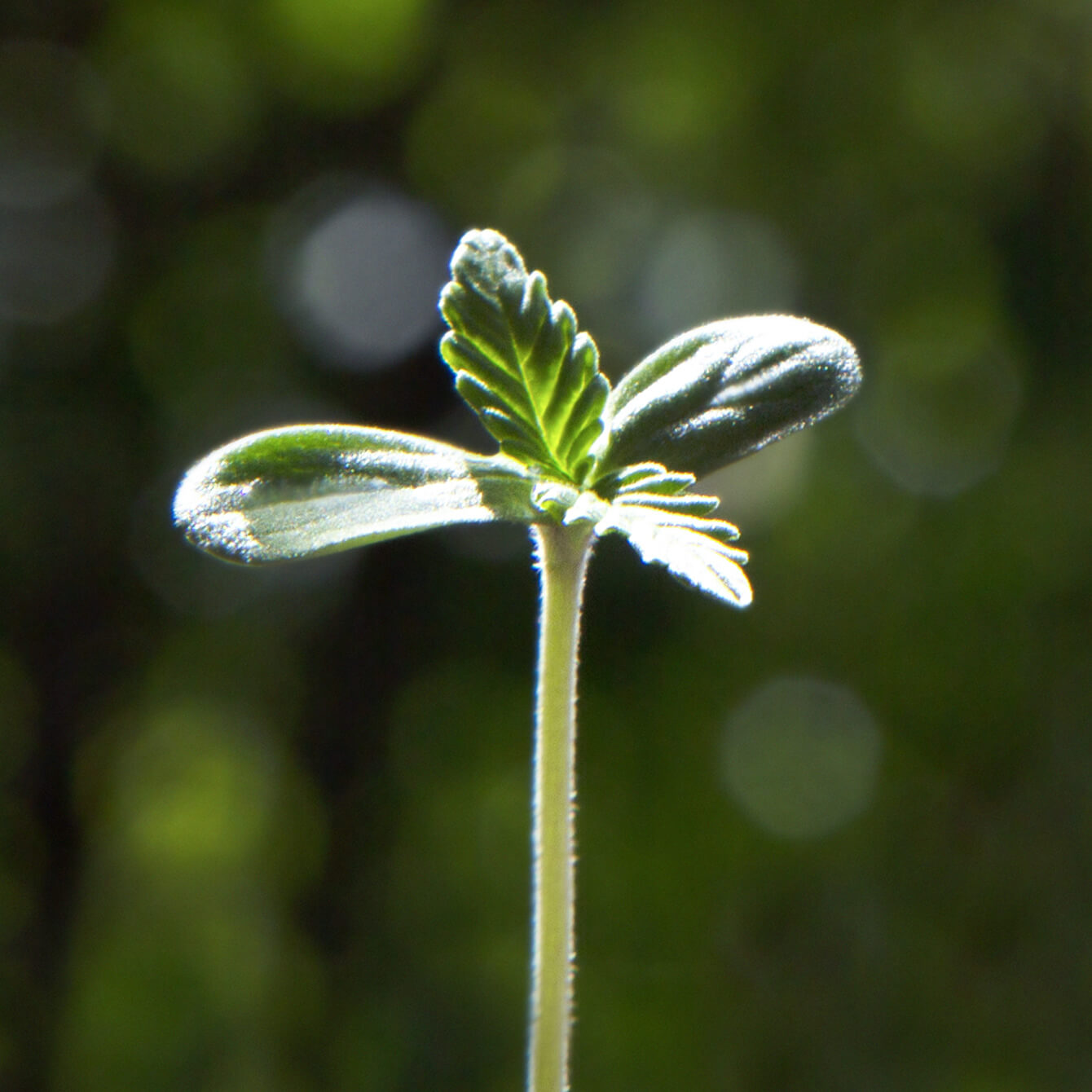 The OCS Guide to Cannabis Seeds