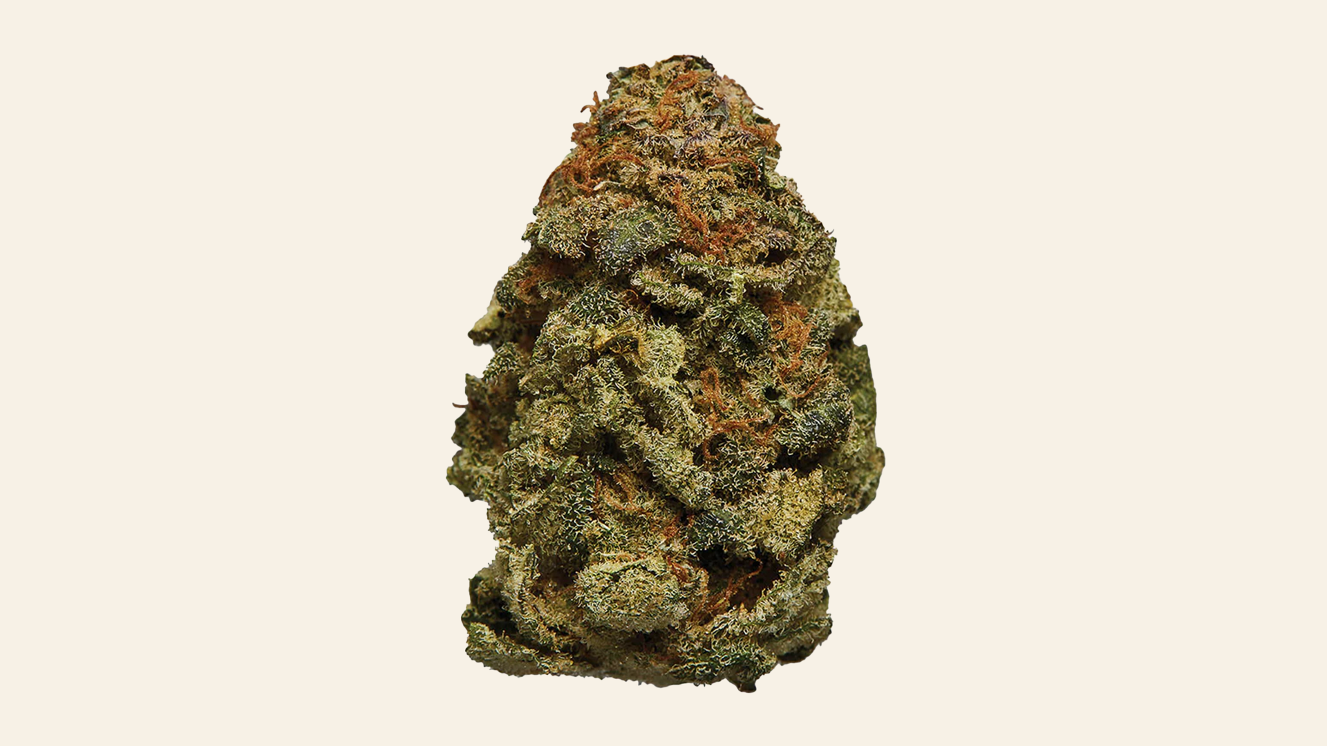 White Widow bud on beige background