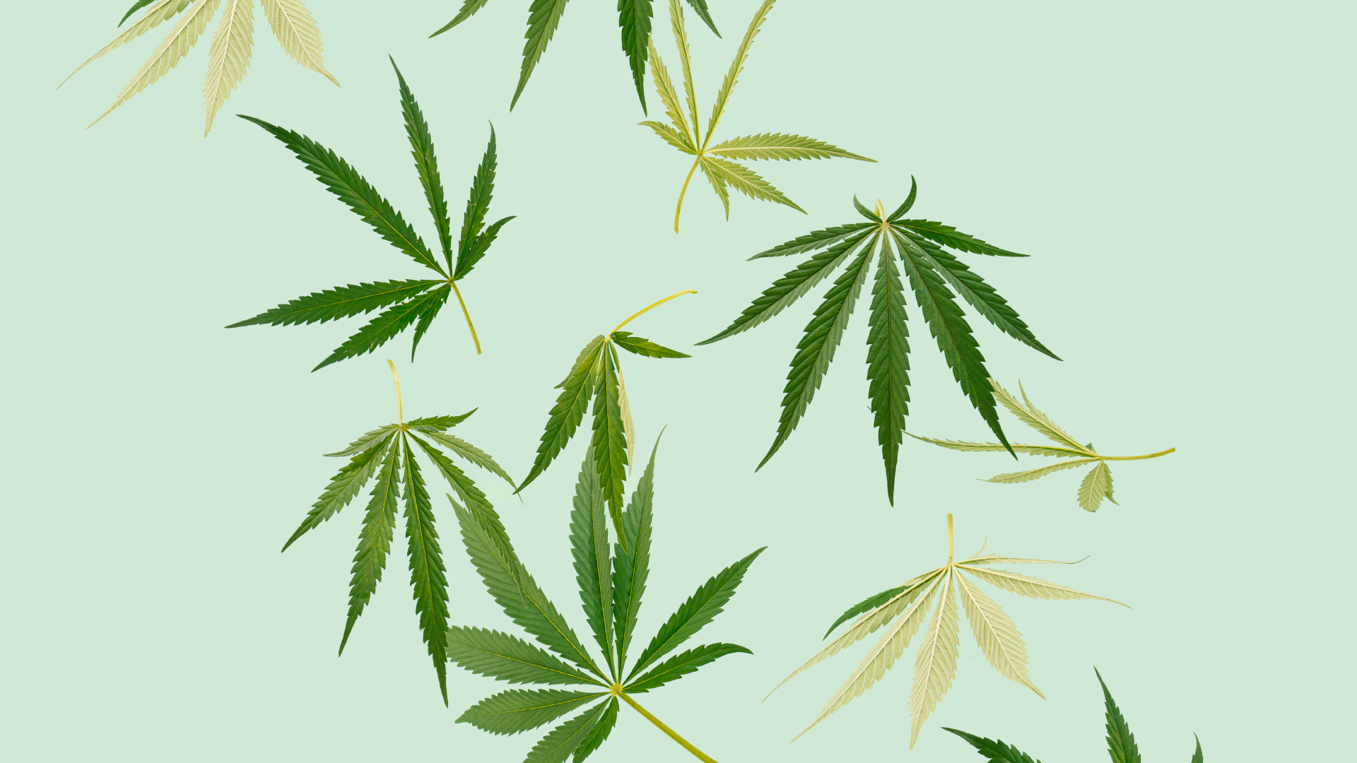 Dark and light green cannabis leaves on a mint green background