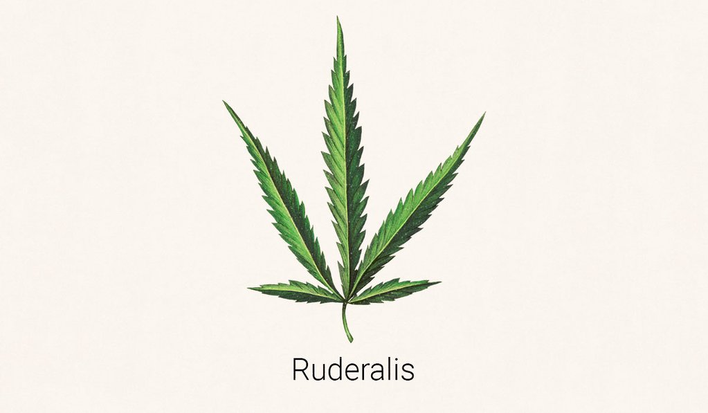 illustration of Cannabis Ruderalis Leaf