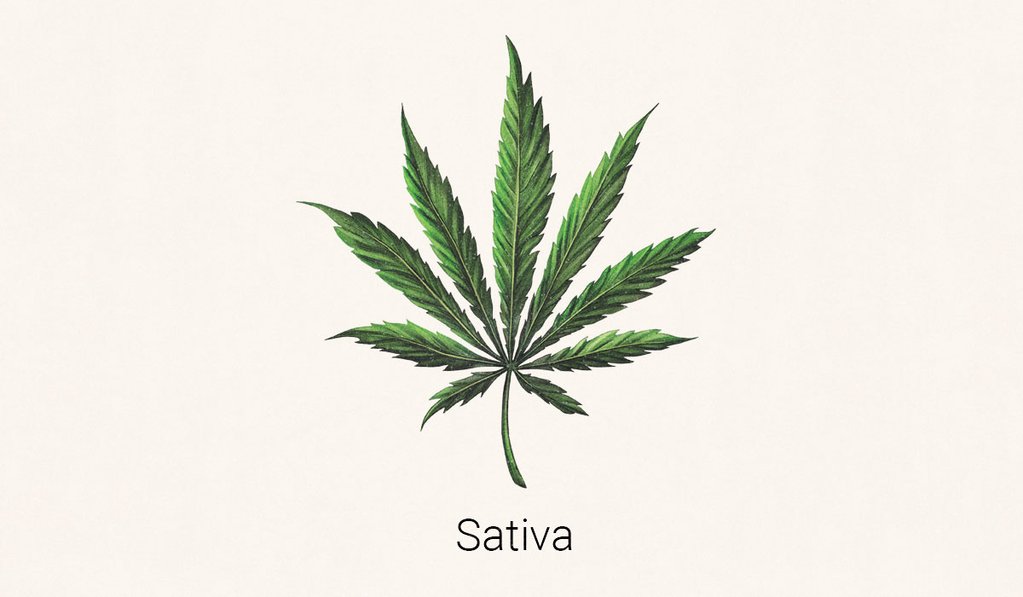 illustration of Cannabis Sativa leaf