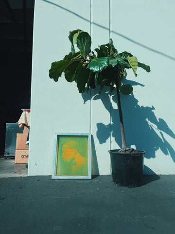 Una pantalla se encuentra afuera al sol junto a una planta