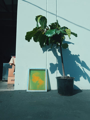 a screen sits outside in the sun next to a plant