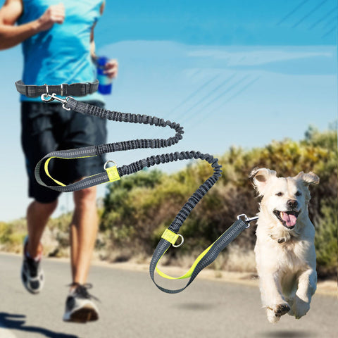 dog running leash bungee corded