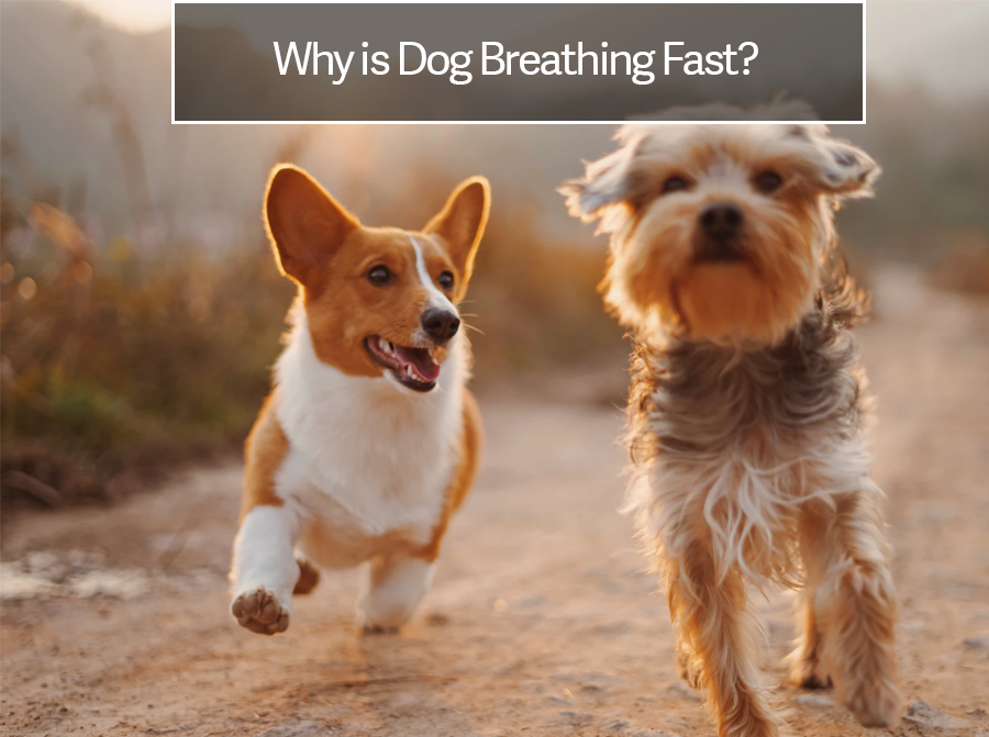 do dogs breathe fast when in pain