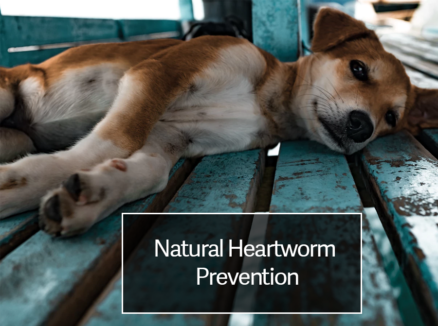 Natural Heartworm Prevention Best Heartworm Medicine for