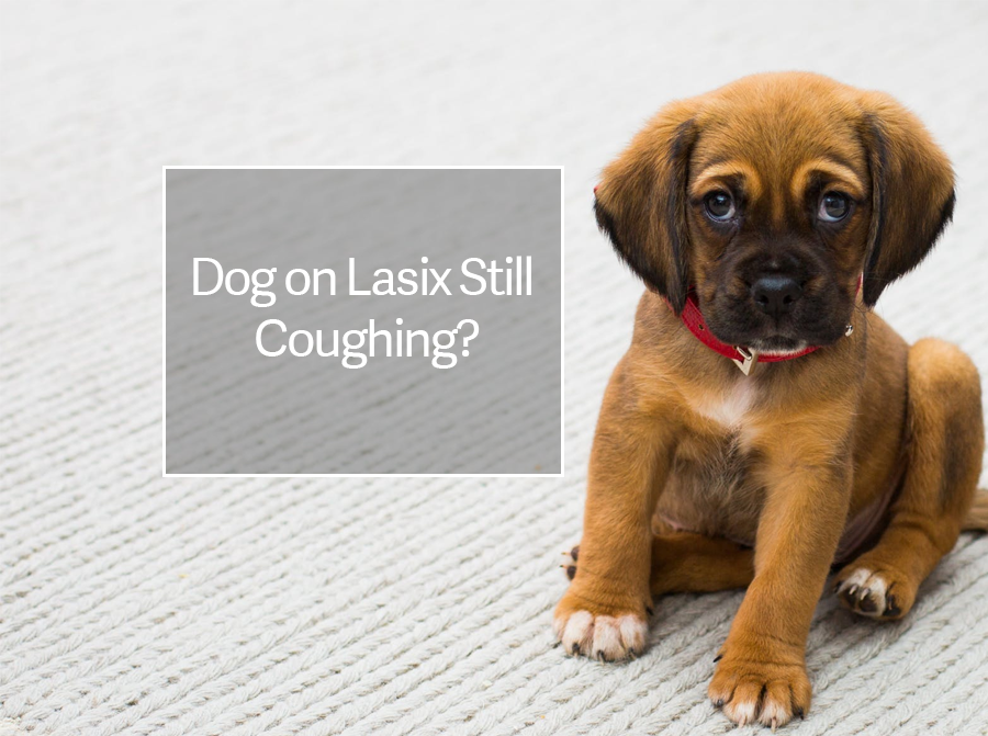 Dog On Lasix Still Coughing Cbd Oil Treatment For Dogs