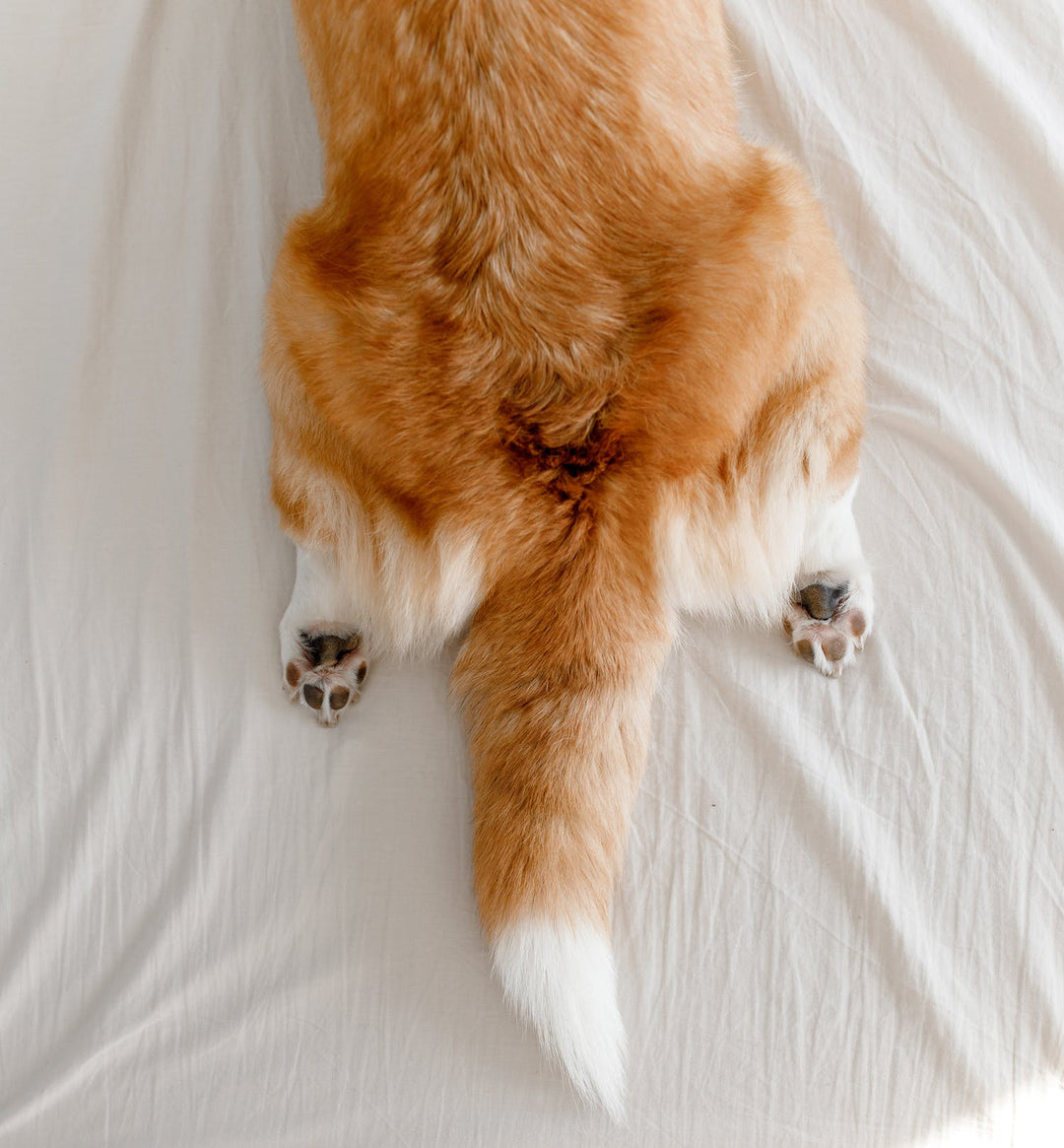 What Is Sploot Cat Sploot And Dog Sploot Explained