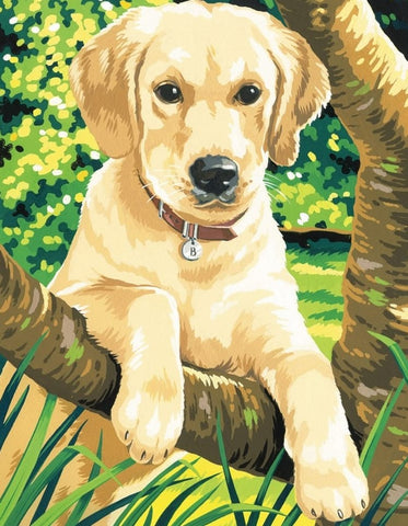 Reeves Medium Painting By Numbers - Labrador