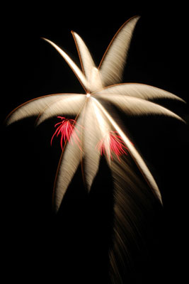 Silver palm firework with two red coconuts