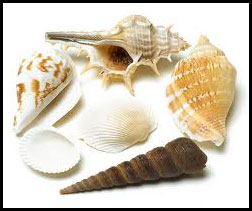 Six different sea shells