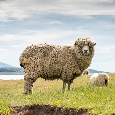 Sheep standing in a grassy field with a cloudy sky and hint of water in the background.