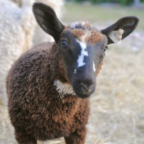 Young brown/black lamb with a white stripe on its nose facing the camera.