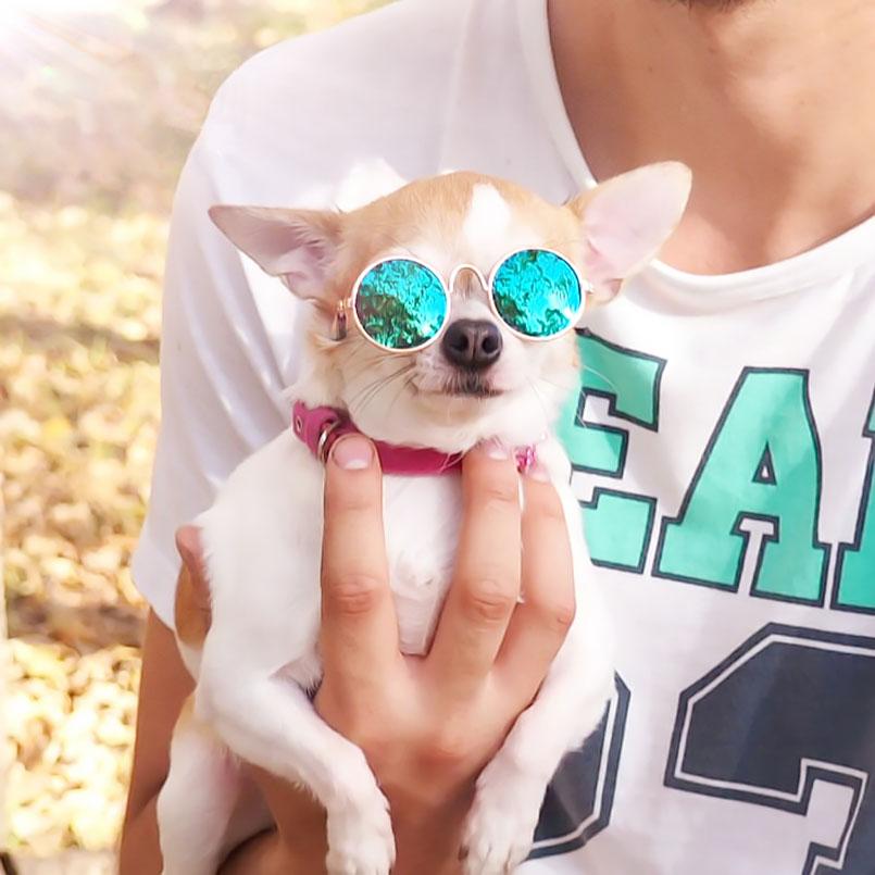 goggles for chihuahuas